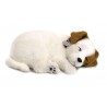 Jack Russell