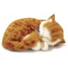 Orange Tabby