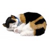 Calico