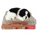 Pel. Perfect Petzzz Minis c/Verso Border Collie cm.13 conf. pz.1