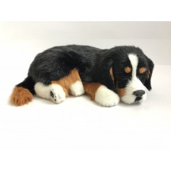 Bernese