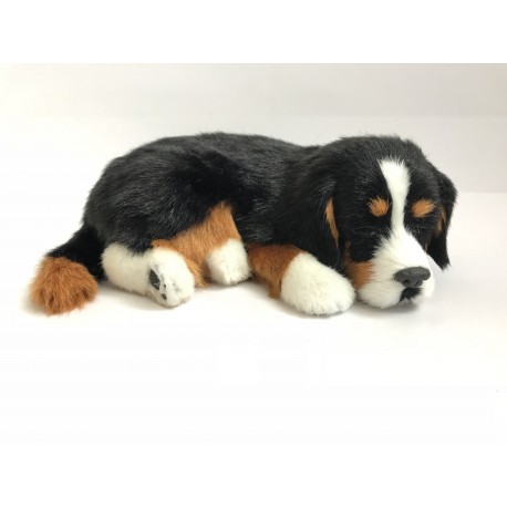 Bernese Mountain dog
