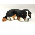 Bernese Mountain Dog
