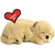 Golden Retriver
