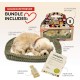 Golden Retriver