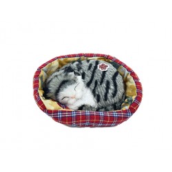 Gatto in Cuccia che Russa