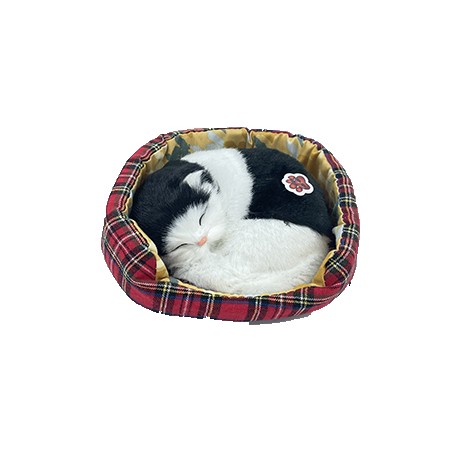 Gatto in Cuccia che Russa