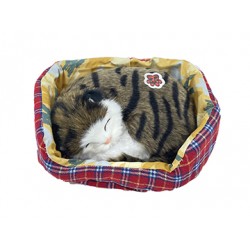 Gatto in Cuccia che Russa