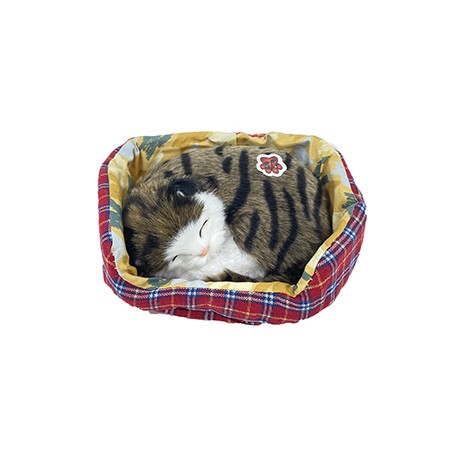 Gatto in Cuccia che Russa