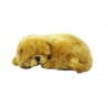 New Chow Chow